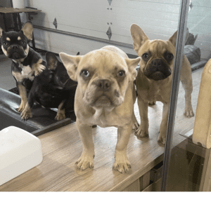 Frenchie Friday November 18th, 2022
