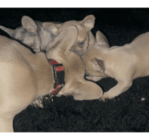 Frenchie Friday November 18th, 2022
