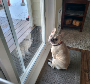 Frenchie Friday November 18th, 2022