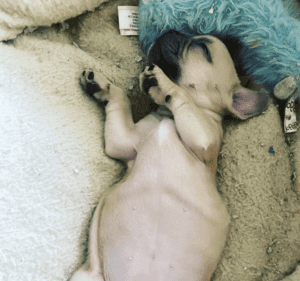 Frenchie Friday September 2nd, 2022