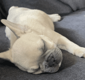 Frenchie Friday September 2nd, 2022