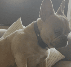 Frenchie Friday August 26th, 2022