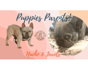 Frenchie Friday July 8th, 2022