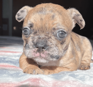 Frenchie Friday January 6th, 2023