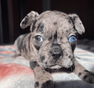 Frenchie Friday January 6th, 2023
