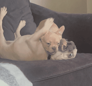 Frenchie Friday December 23rd, 2022