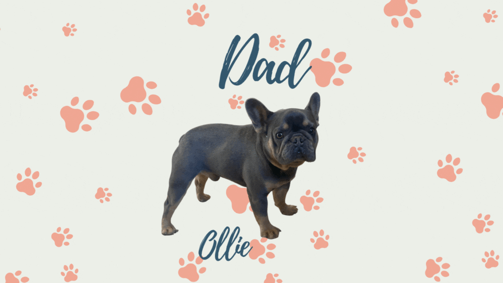 Frenchies Naturally blog