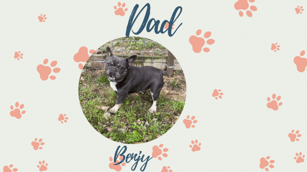 Benjy-Frenchie parents