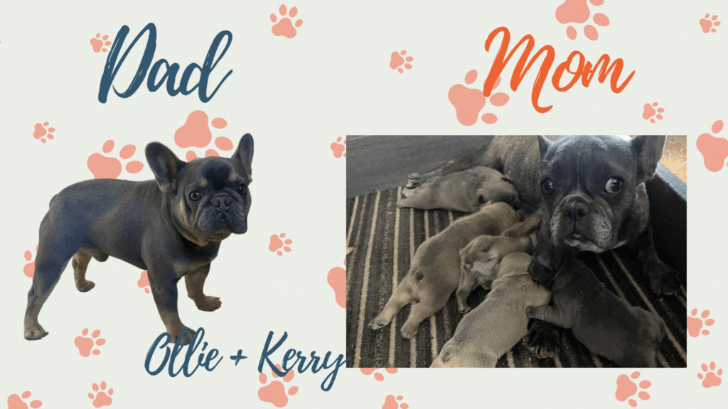 Frenchies Naturally blog