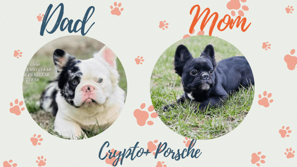 Frenchies Naturally blog