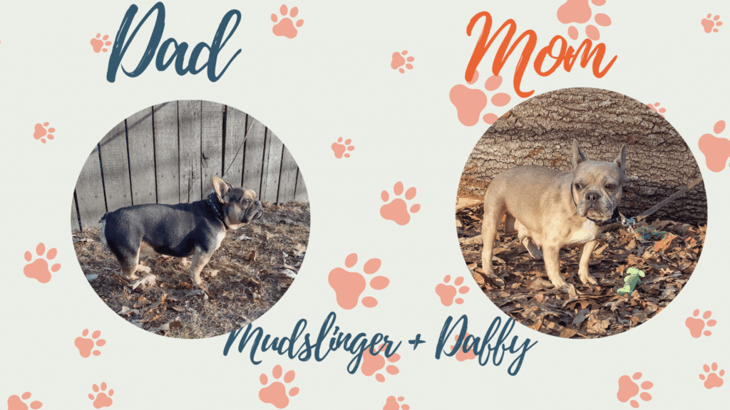 Mudslinger and daffy frenchie parents