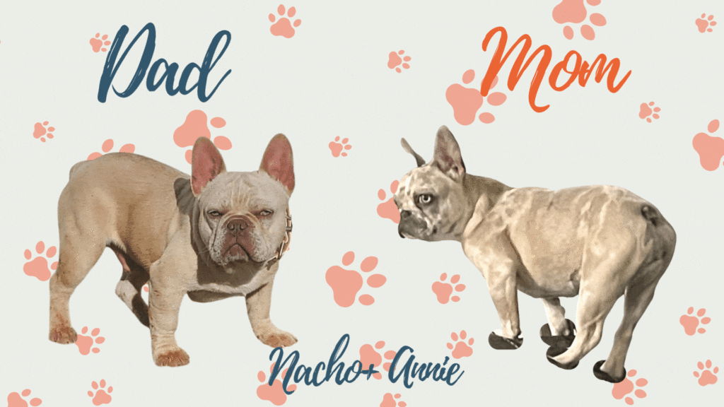 Frenchie parents