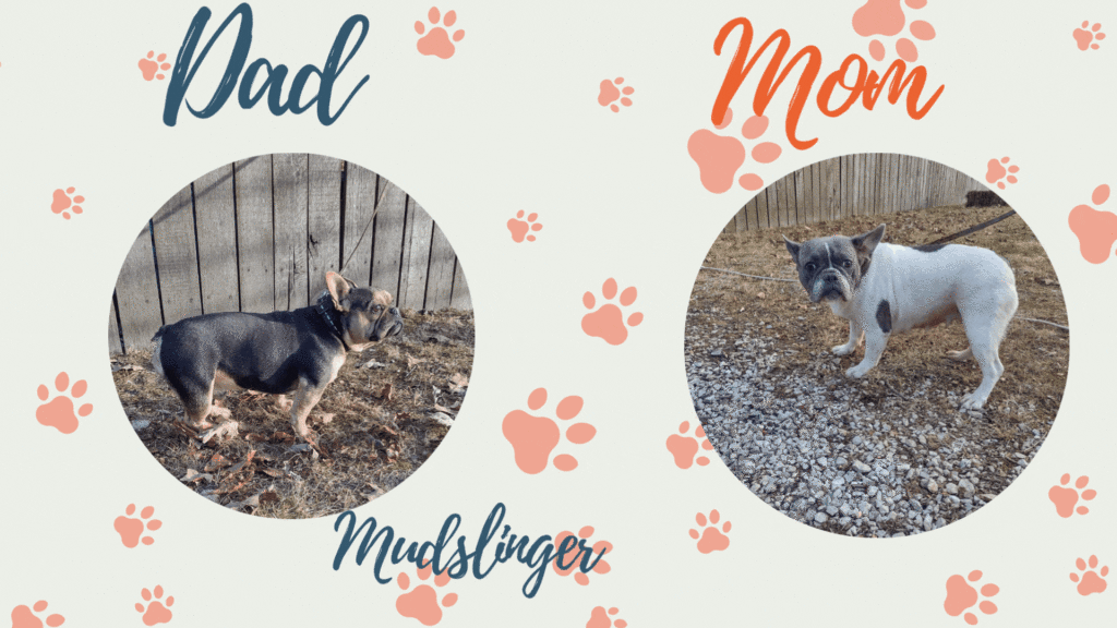 Mudslinger Frenchie Parents