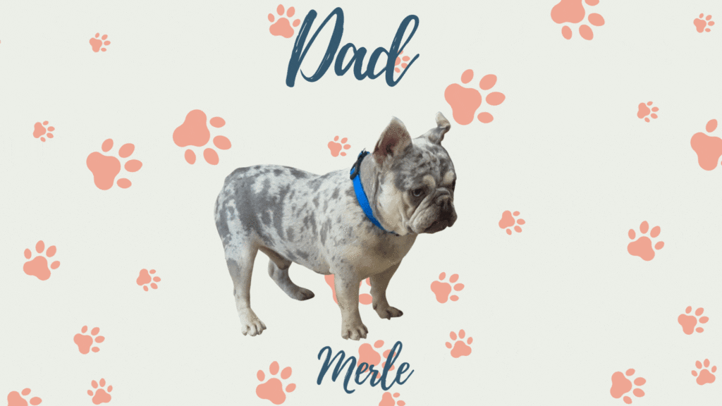 Merle - Frenchie parents
