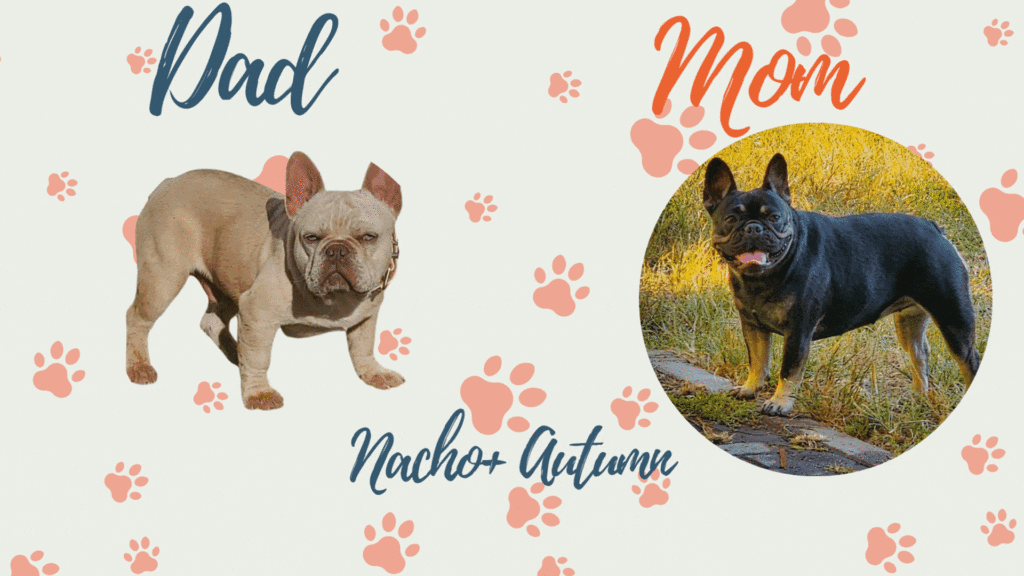 Nacho and Autumn Frenchie parents