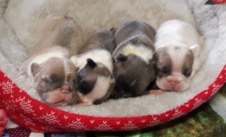 Lucia Fawn & White French Bulldog Female | Born December 13th, 2022