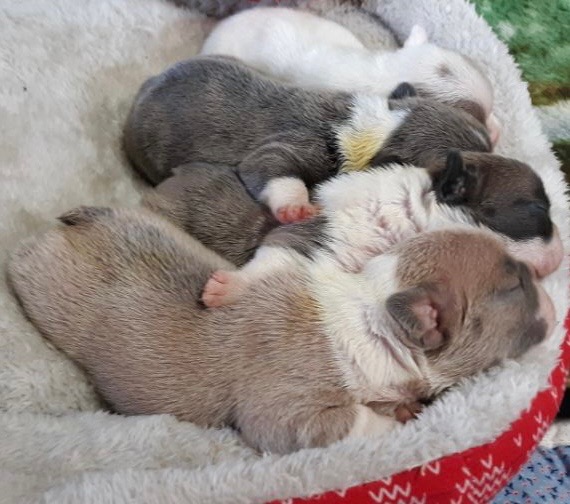Lucia Fawn & White French Bulldog Female | Born December 13th, 2022