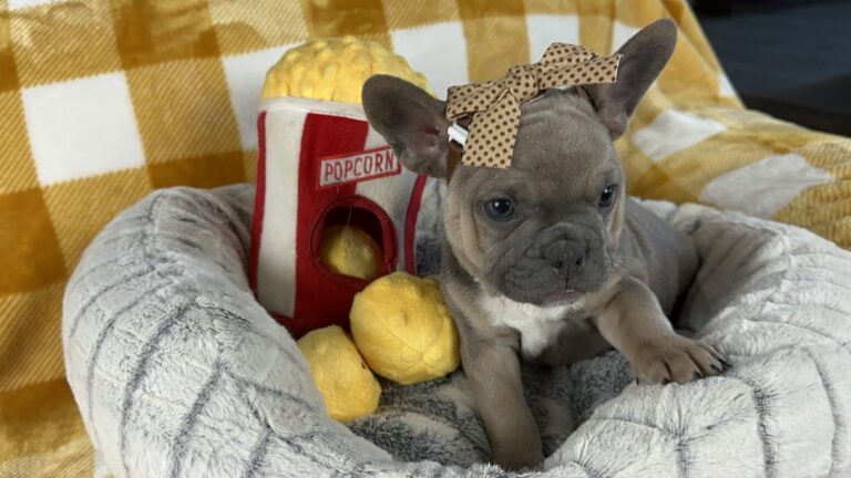 Emmy | Blue Sable French Bulldog Female | Available Nov 15th, 2023