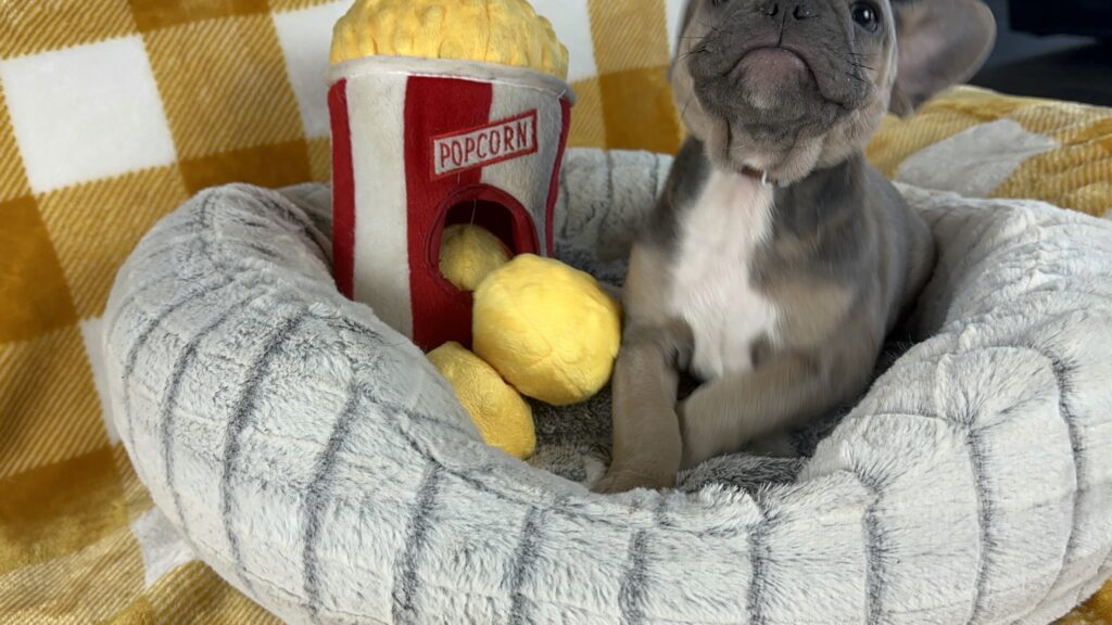 Emmy | Blue Sable French Bulldog Female | Available Nov 15th, 2023