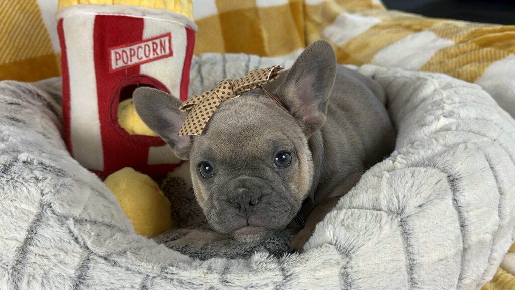 Emmy | Blue Sable French Bulldog Female | Available Nov 15th, 2023
