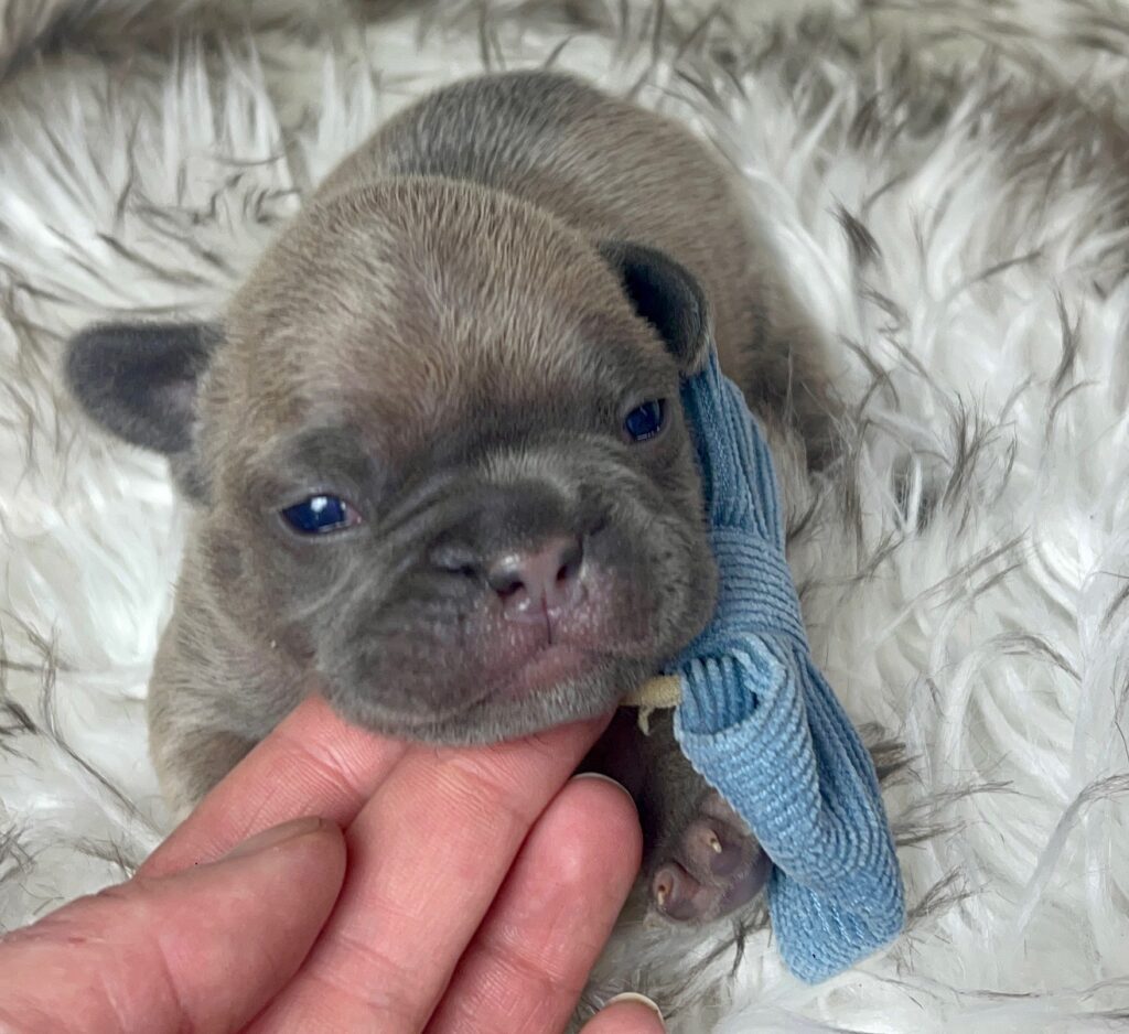 Mead Blue Fawn French Bulldog Male | Ready March 6th, 2023