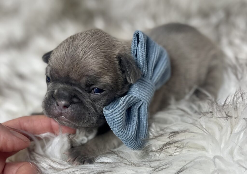 Mead Blue Fawn French Bulldog Male | Ready March 6th, 2023