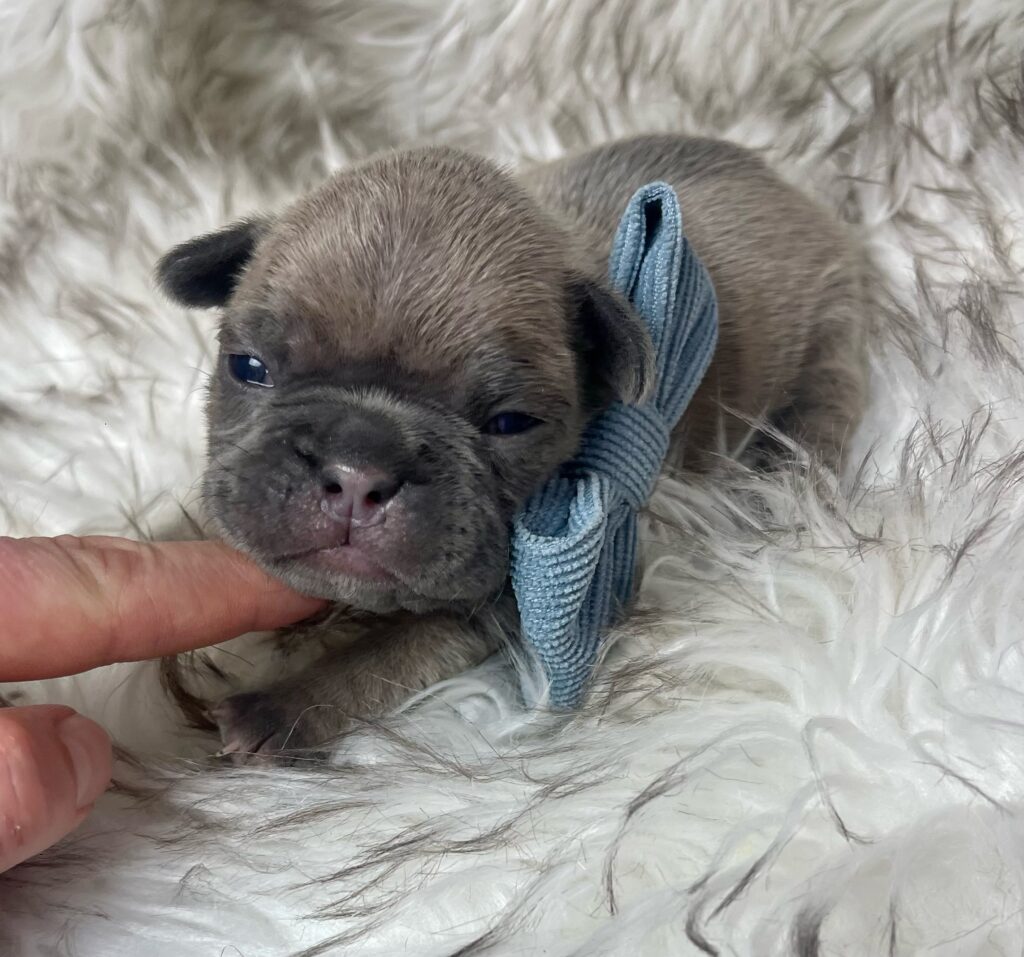 Mead Blue Fawn French Bulldog Male | Ready March 6th, 2023