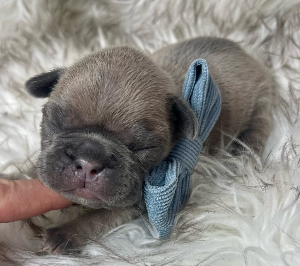 Mead Blue Fawn French Bulldog Male | Ready March 6th, 2023