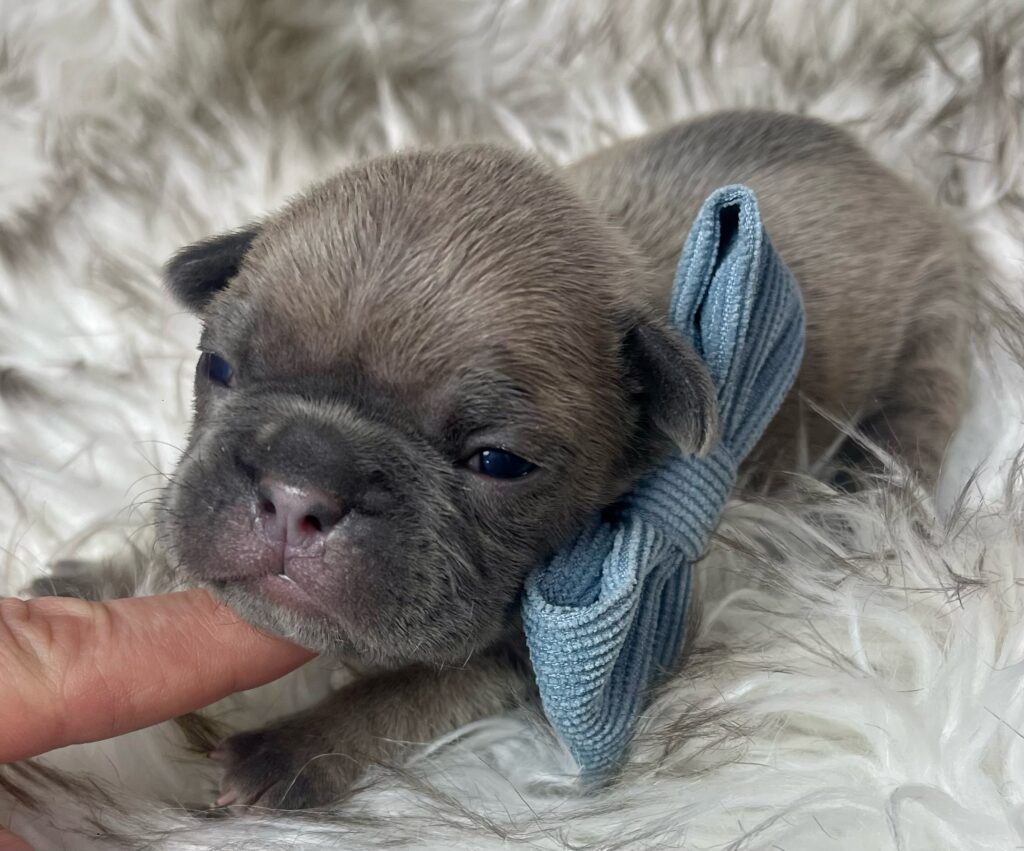 Mead Blue Fawn French Bulldog Male | Ready March 6th, 2023
