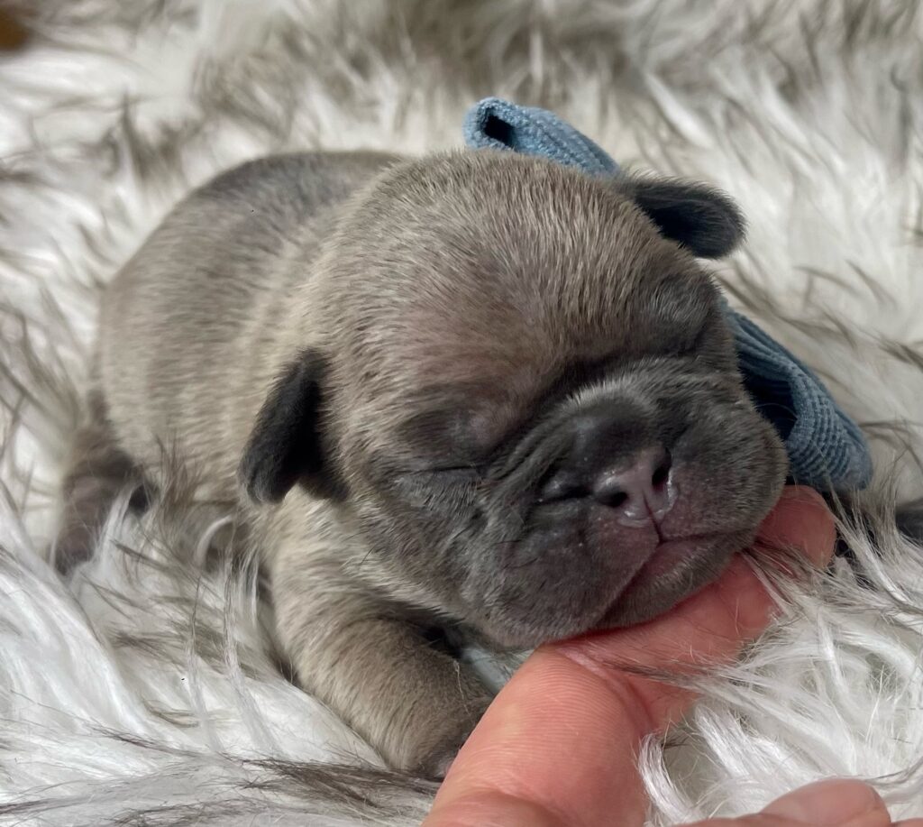 Mead Blue Fawn French Bulldog Male | Ready March 6th, 2023