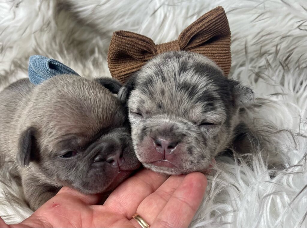 Morey Blue Merle French Bulldog Male | Ready March 6th, 2023