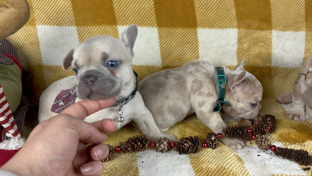 Halo | Lilac Fawn French Bulldog Male | Available This Christmas