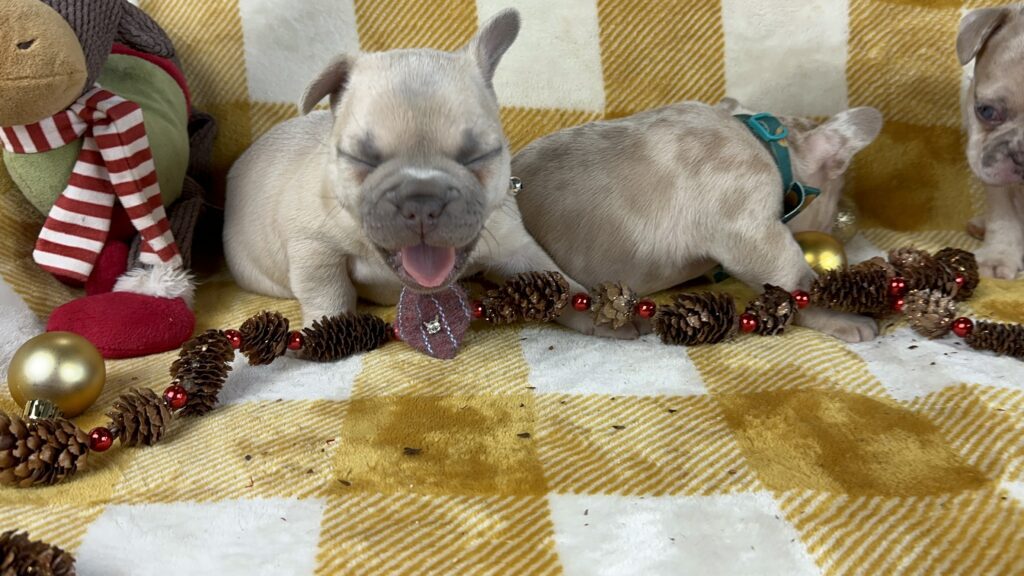 Halo | Lilac Fawn French Bulldog Male | Available This Christmas