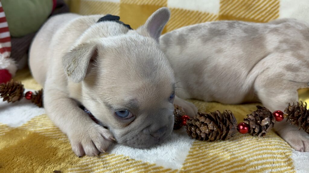 Halo | Lilac Fawn French Bulldog Male | Available This Christmas