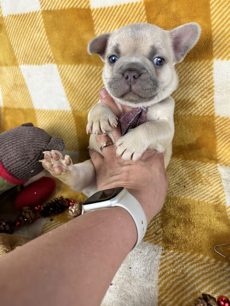 Halo | Lilac Fawn French Bulldog Male | Available This Christmas