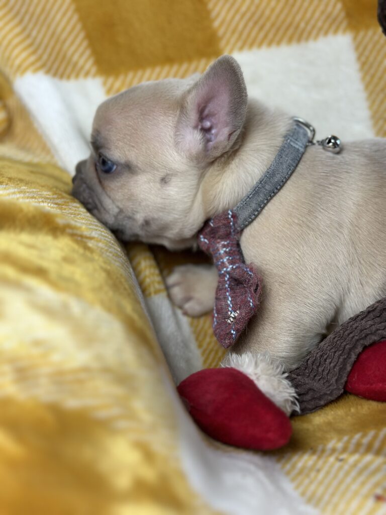 Halo | Lilac Fawn French Bulldog Male | Available This Christmas