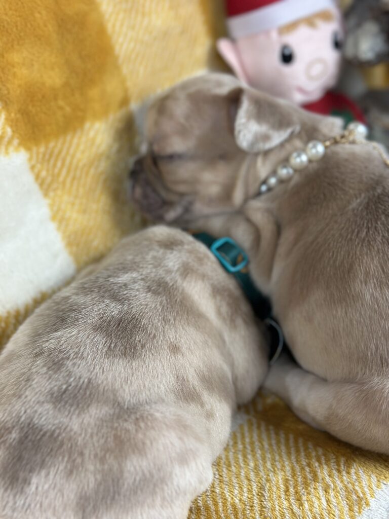 Halo | Lilac Fawn French Bulldog Male | Available This Christmas