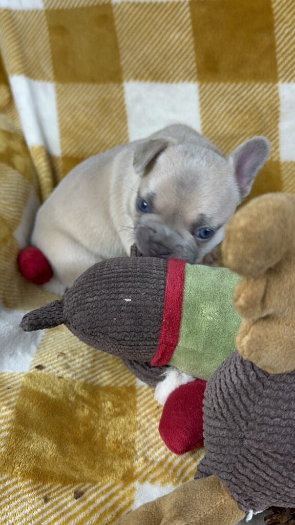 Halo | Lilac Fawn French Bulldog Male | Available This Christmas