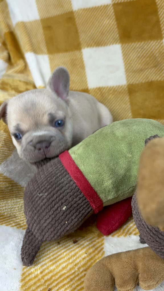 Halo | Lilac Fawn French Bulldog Male | Available This Christmas