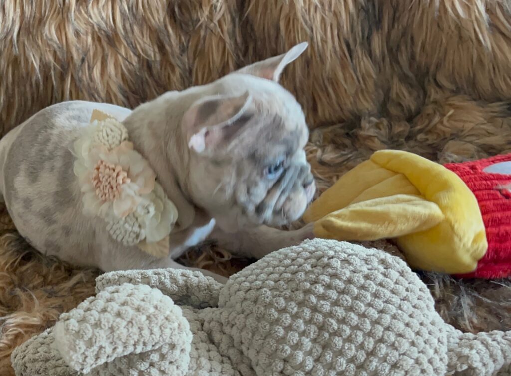 Isabella Blue Merle French Bulldog Female-Reserved