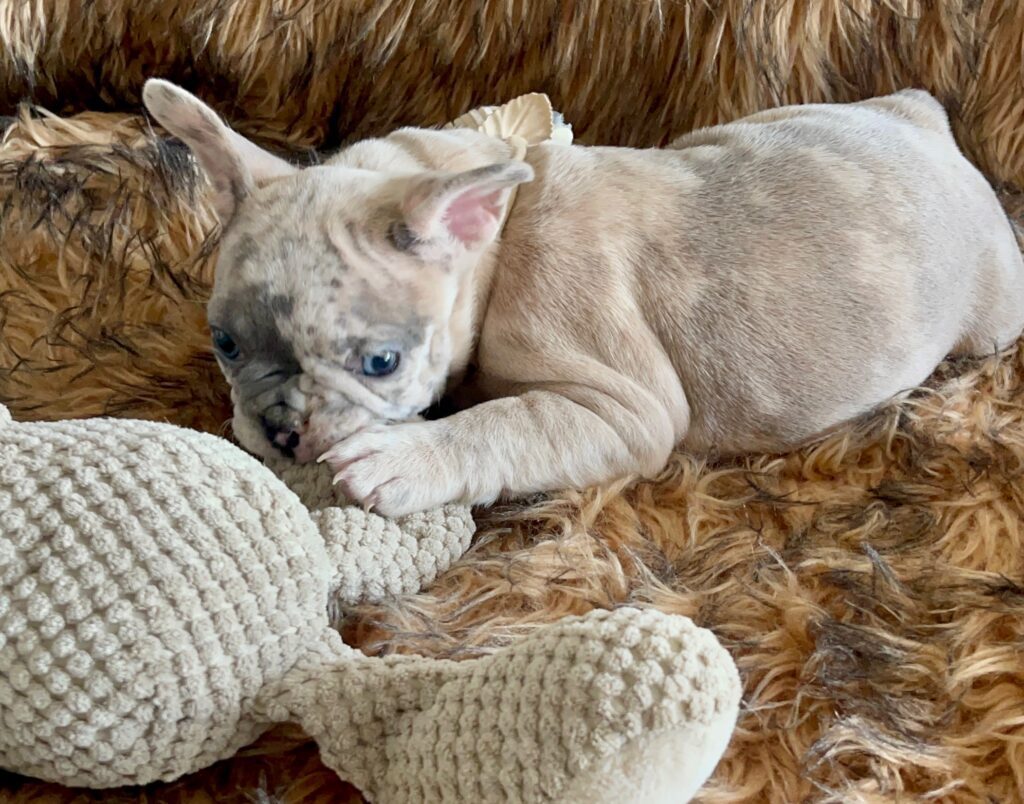 Isabella Blue Merle French Bulldog Female-Reserved