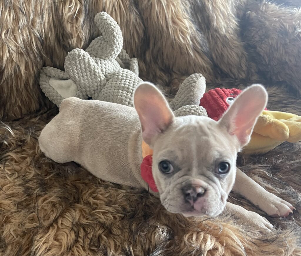 Ivory Lilac Fawn Merle French Bulldog Female-Reserved