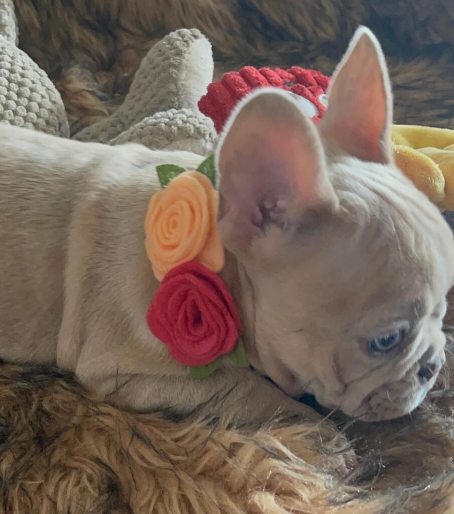 Ivory Lilac Fawn Merle French Bulldog Female-Reserved