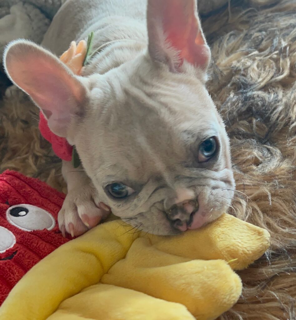 Ivory Lilac Fawn Merle French Bulldog Female-Reserved
