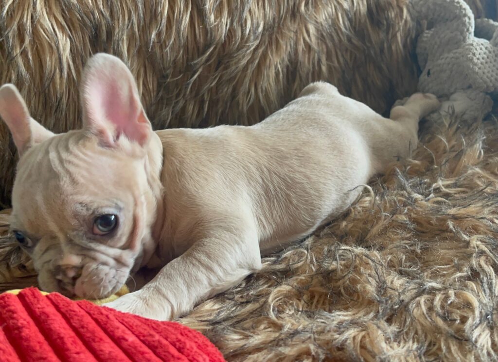 Ivory Lilac Fawn Merle French Bulldog Female-Reserved