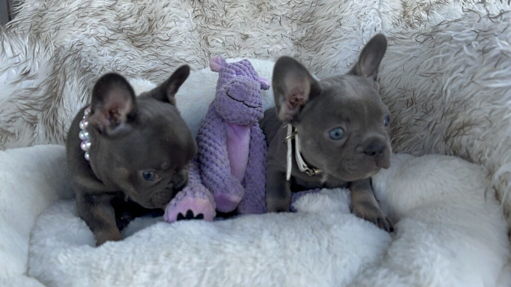 Vera | Blue & Tan French Bulldog Female | Born July 11th, 2023​