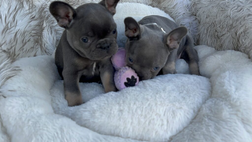 Vera | Blue & Tan French Bulldog Female | Born July 11th, 2023​