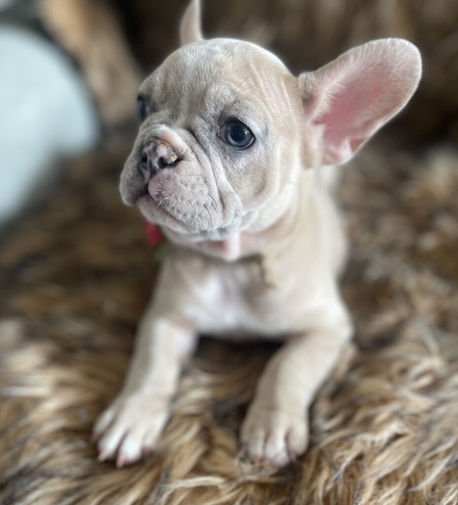 Ivory Lilac Fawn Merle French Bulldog Female-Reserved