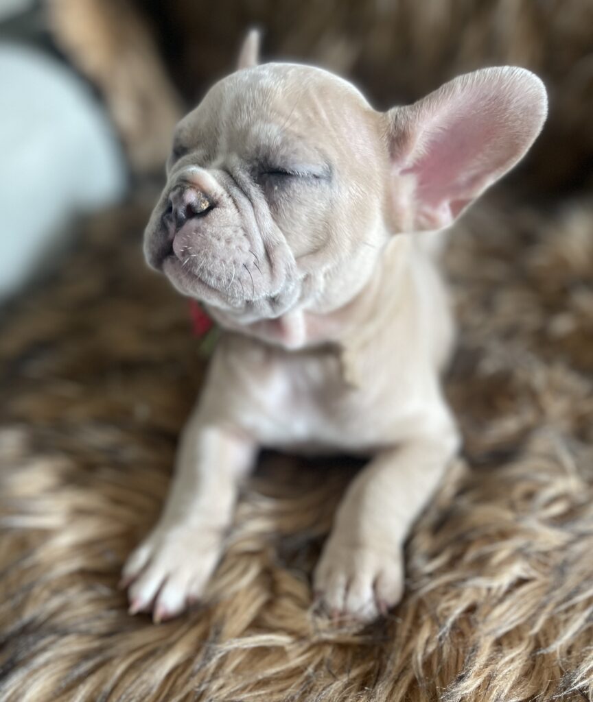 Ivory Lilac Fawn Merle French Bulldog Female-Reserved