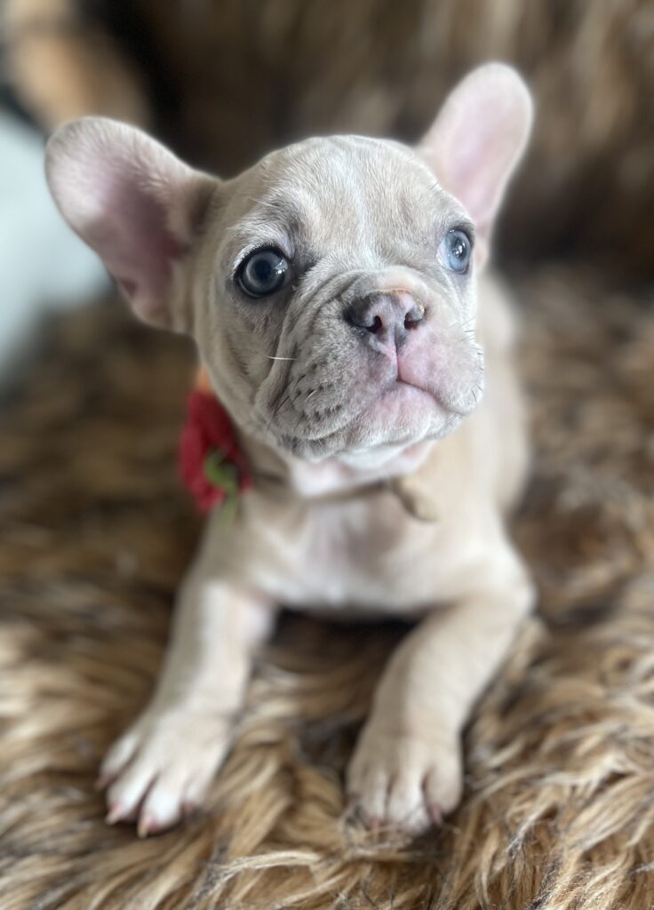 Ivory Lilac Fawn Merle French Bulldog Female-Reserved